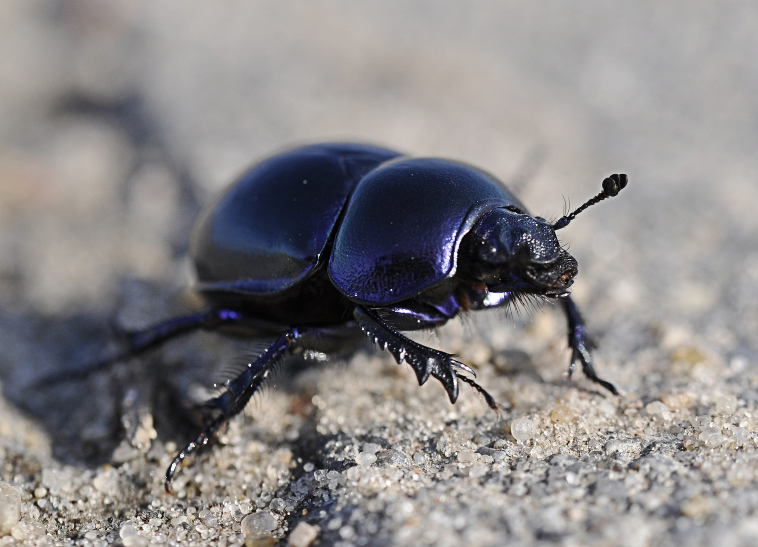 Käfer im blauen "Panzerkleid"...