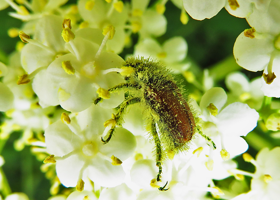 Käfer im Blütenstaub