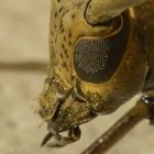 Käfer im Detail