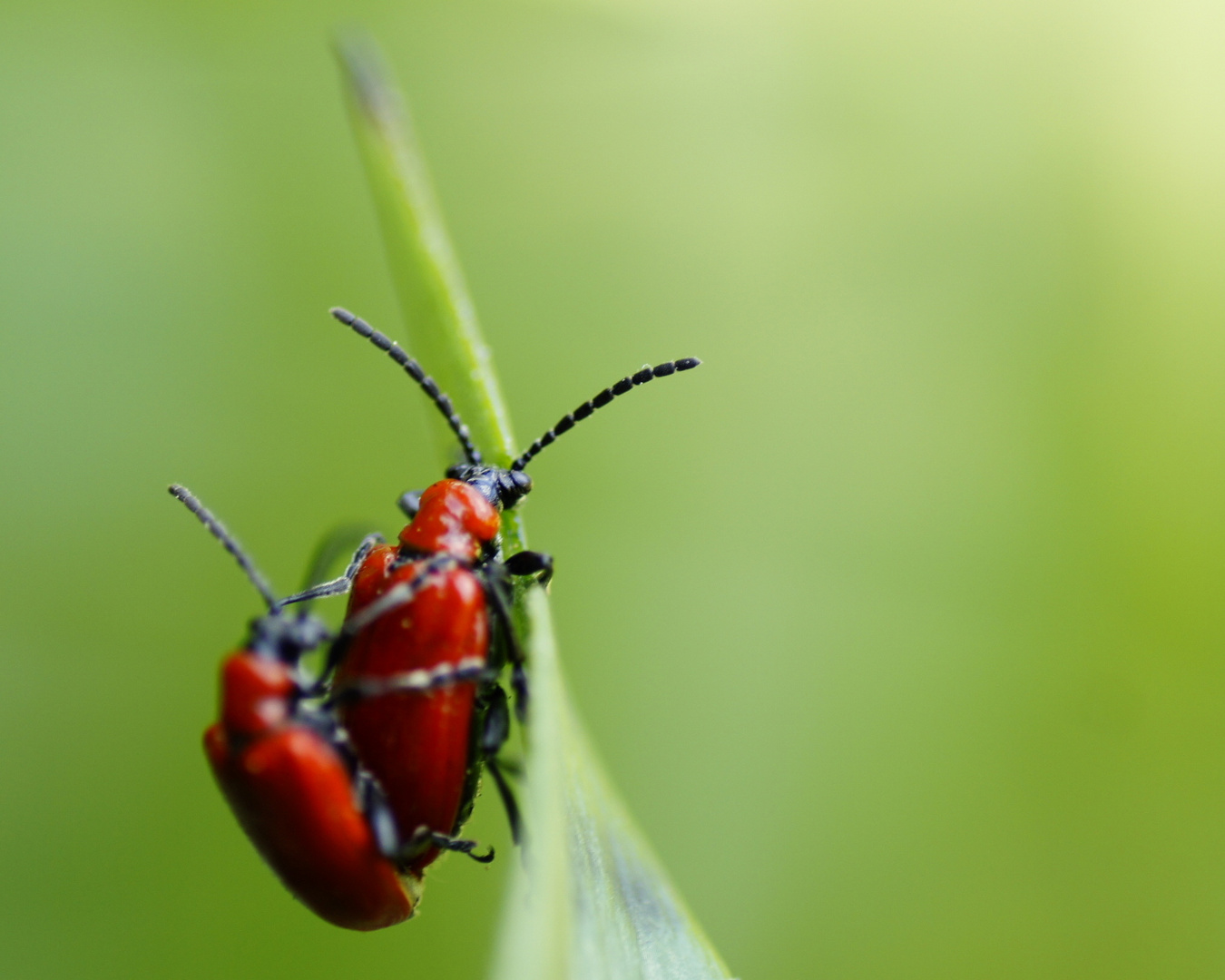 Käfer im Doppelpack