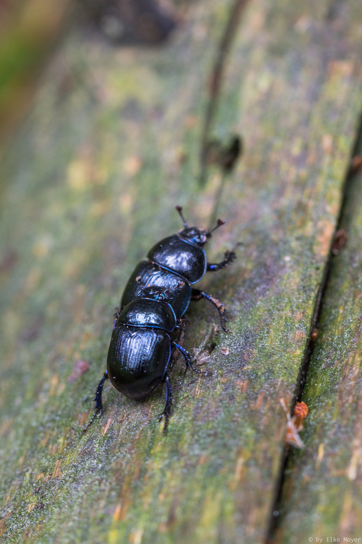 Käfer im Doppelpack