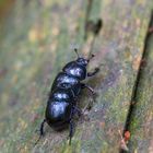 Käfer im Doppelpack