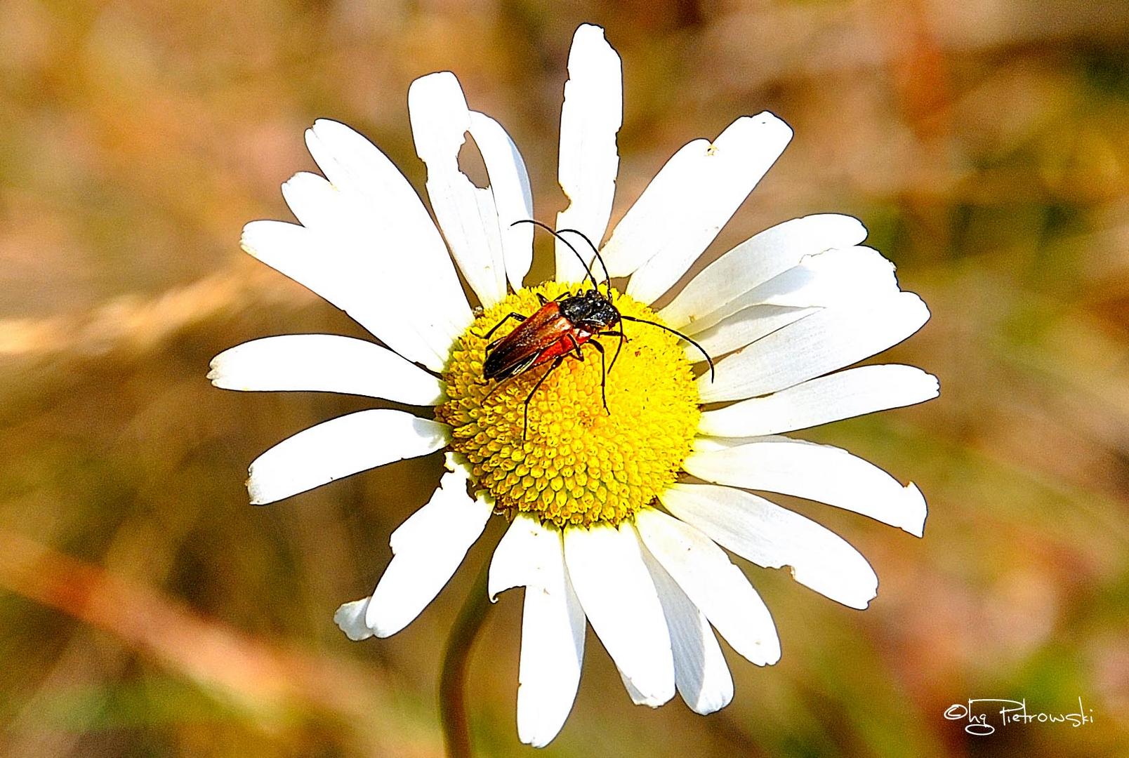 Käfer im Doppelpack