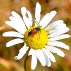 Käfer im Doppelpack