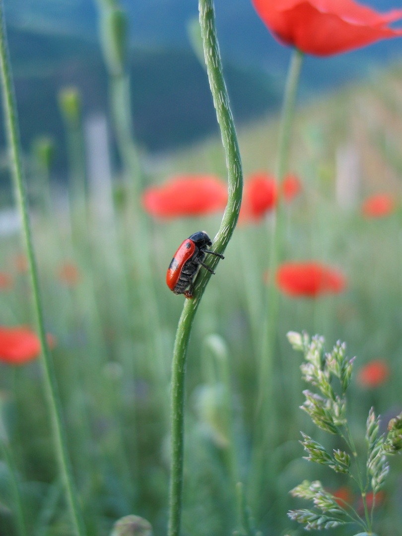 käfer im element