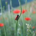 käfer im element