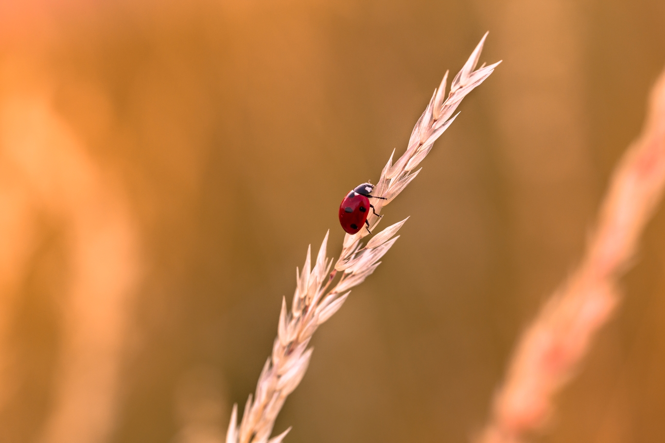 Käfer im Feld