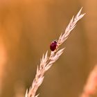 Käfer im Feld