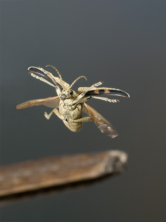 Käfer im Flug