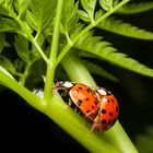 Käfer im Frühling