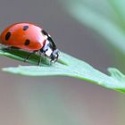 Käfer im Frühling....