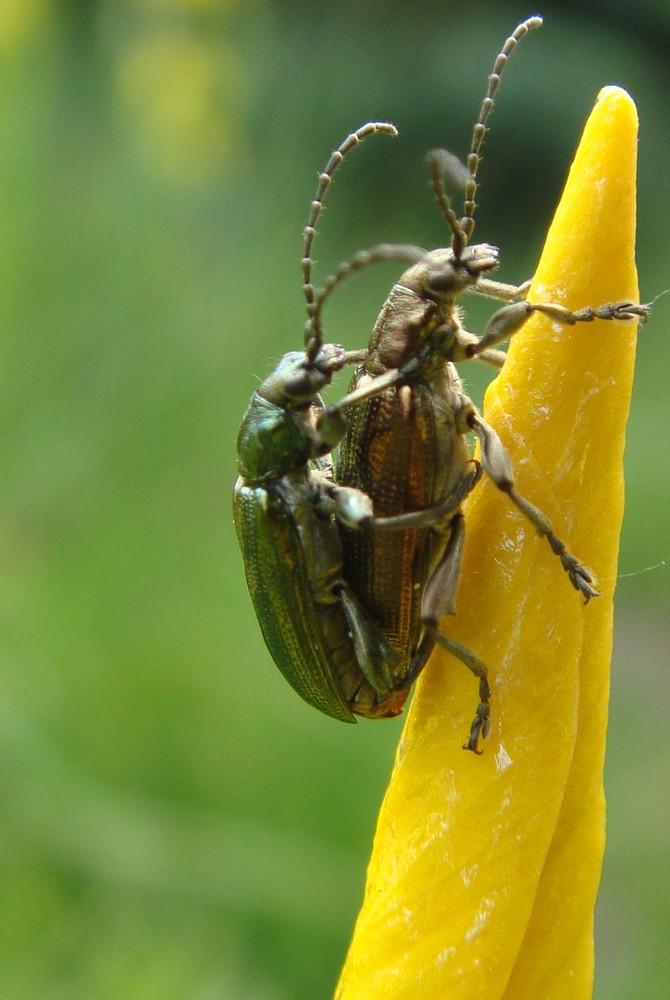 Käfer im Garten Foto & Bild tiere, wildlife, insekten Bilder auf