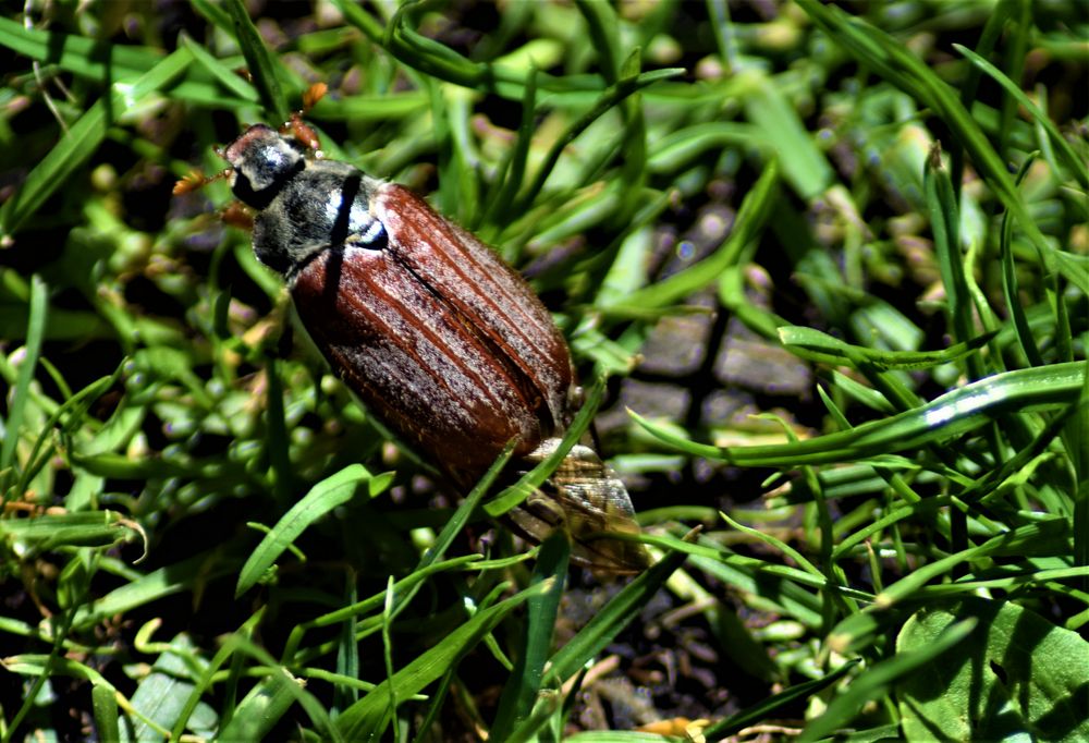 Käfer im Garten Foto & Bild tiere, natur Bilder auf