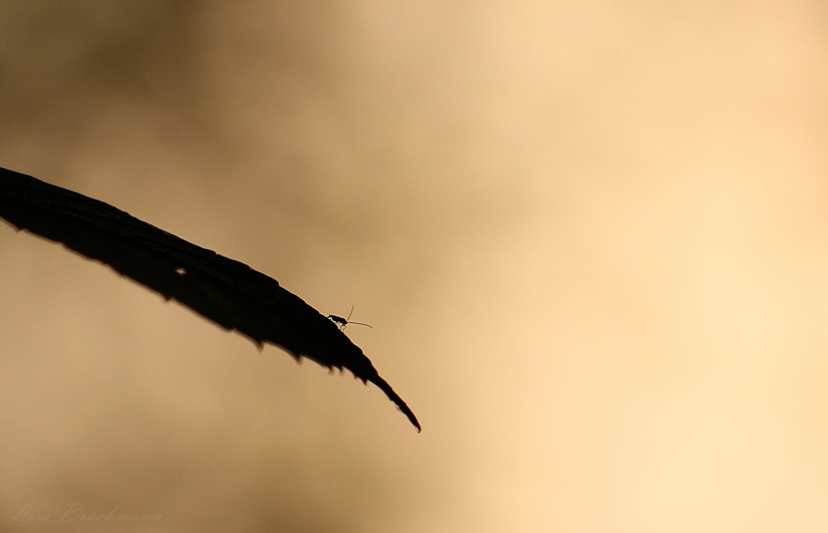 Käfer im Gegenlicht