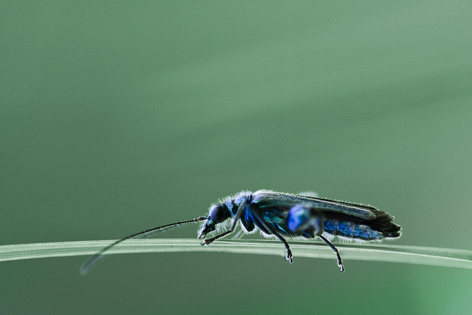 Käfer im gegenlicht