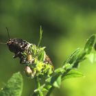 Käfer im Gras