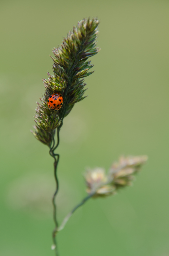 Käfer im Gras