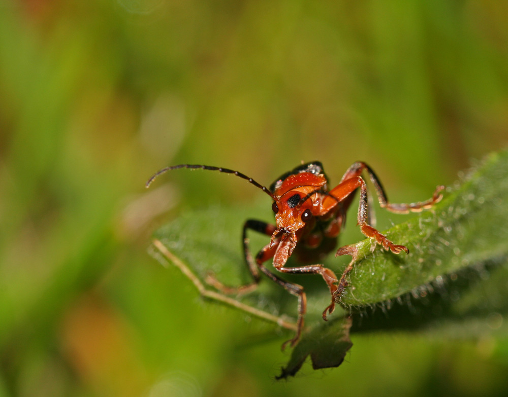 Käfer im Gras