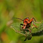 Käfer im Gras