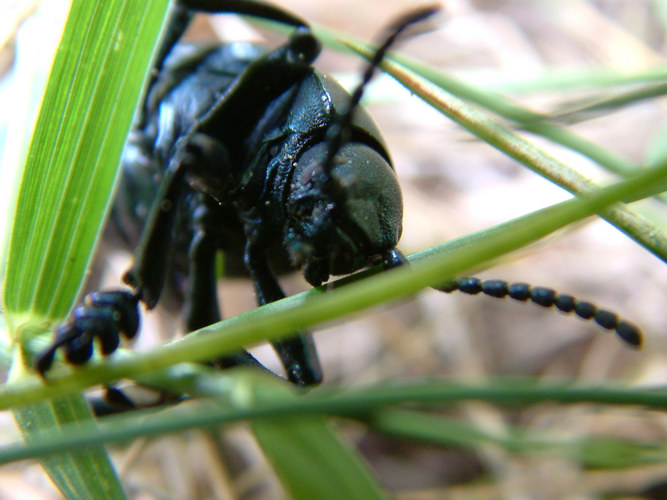 Käfer im Gras