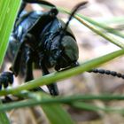 Käfer im Gras