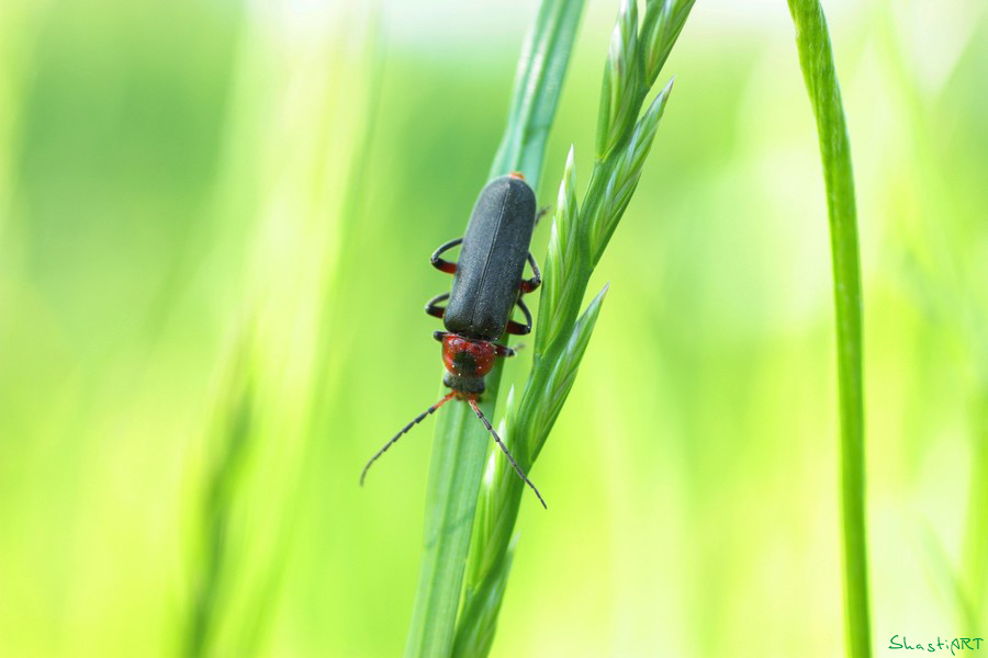 Käfer im Grasland