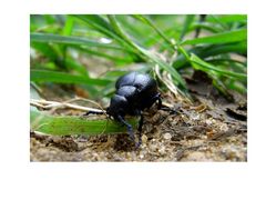 Käfer im Grass