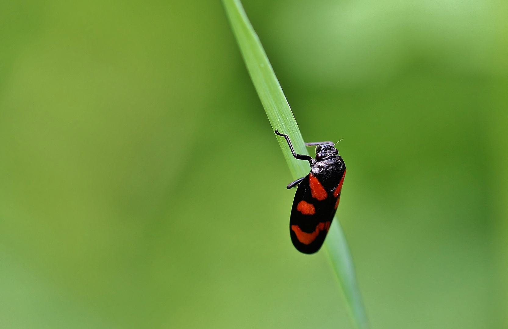 Käfer im Grünen