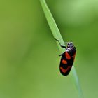 Käfer im Grünen