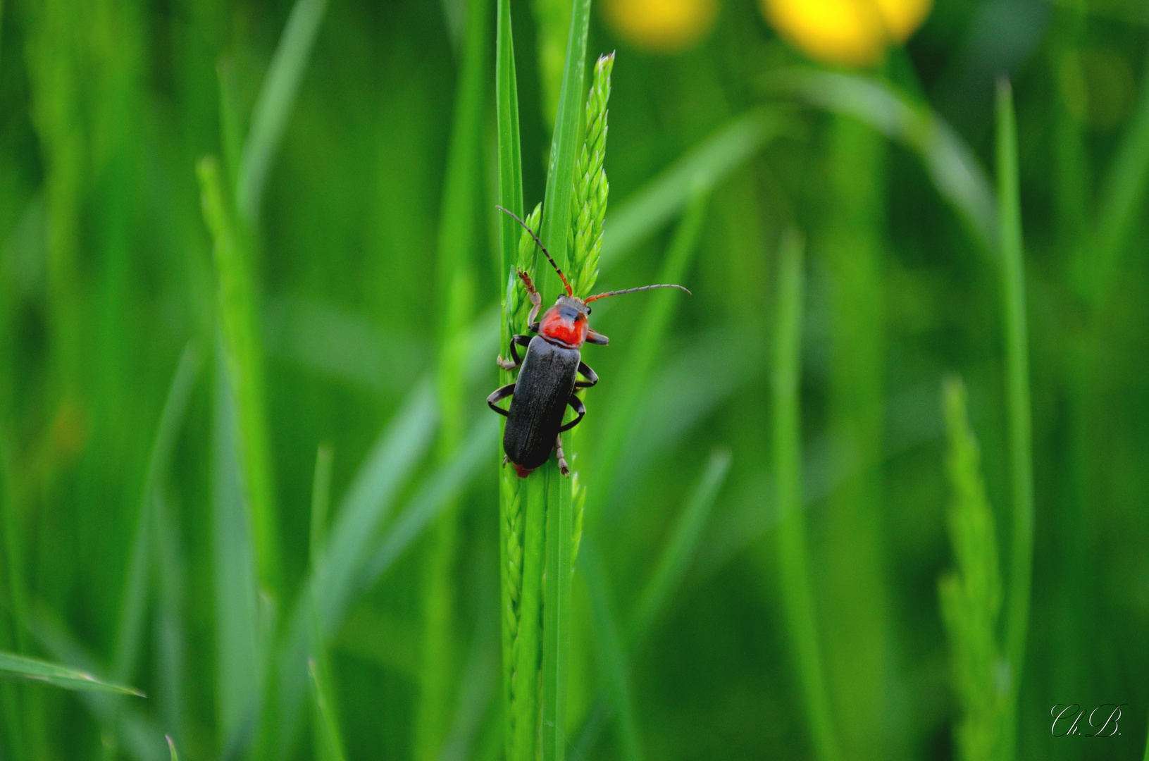 Käfer im Grünen