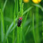 Käfer im Grünen