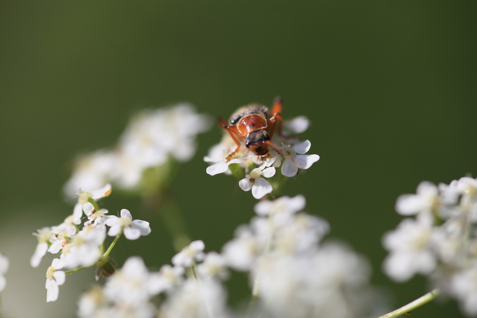 Käfer im Grünen