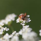 Käfer im Grünen