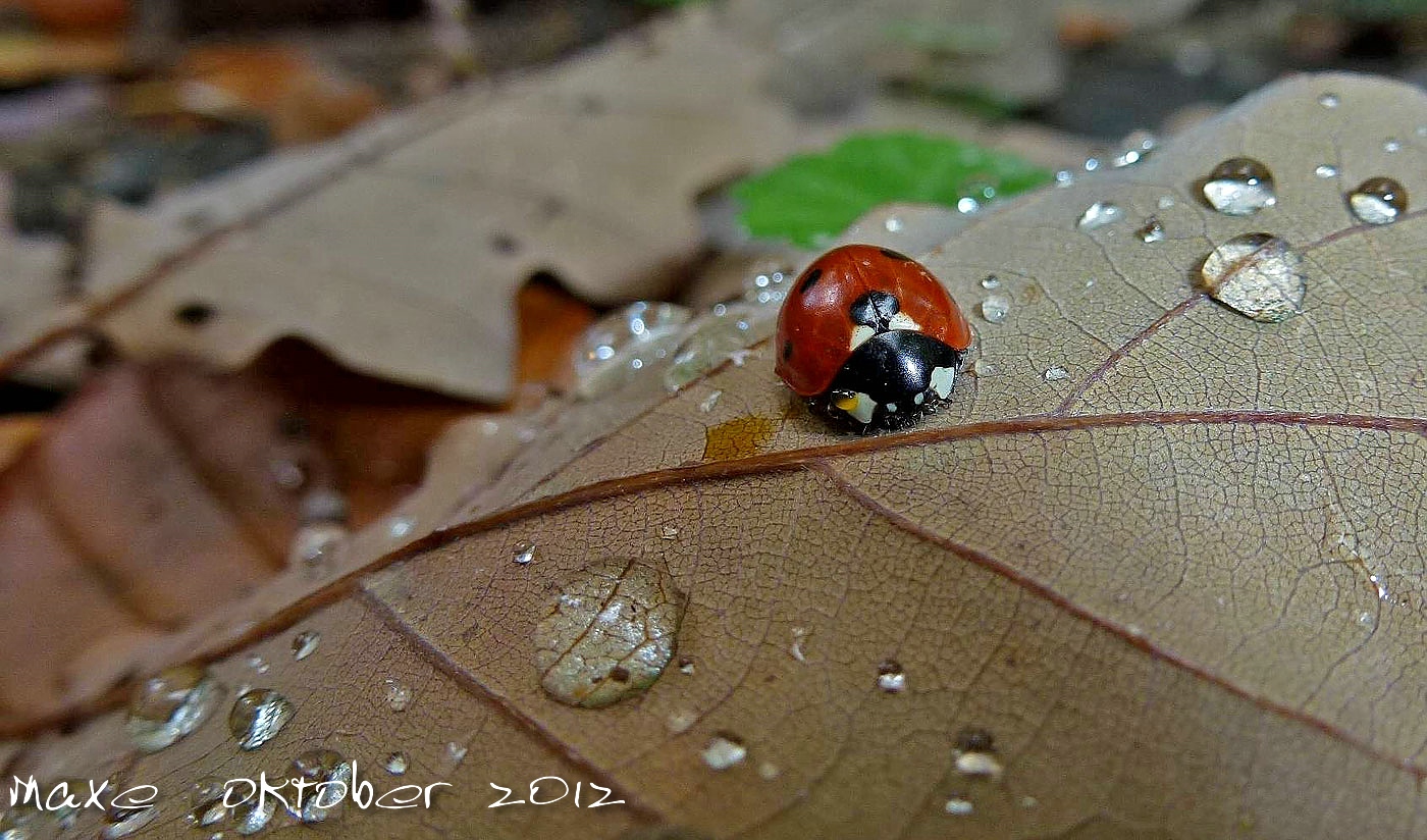 Käfer im Herbst