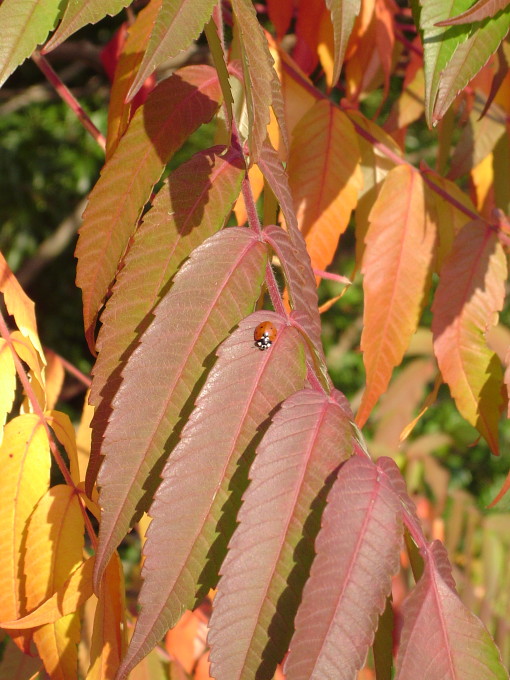 Käfer im Herbst