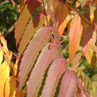 Käfer im Herbst