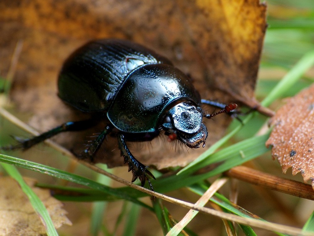 Käfer im Herbstlaub