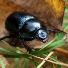 Käfer im Herbstlaub