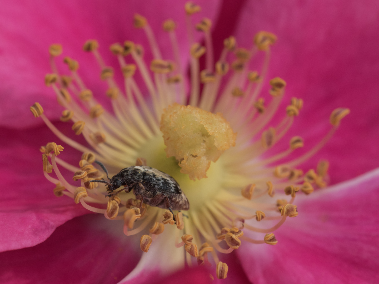 Käfer im Herz der Blüte