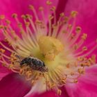 Käfer im Herz der Blüte