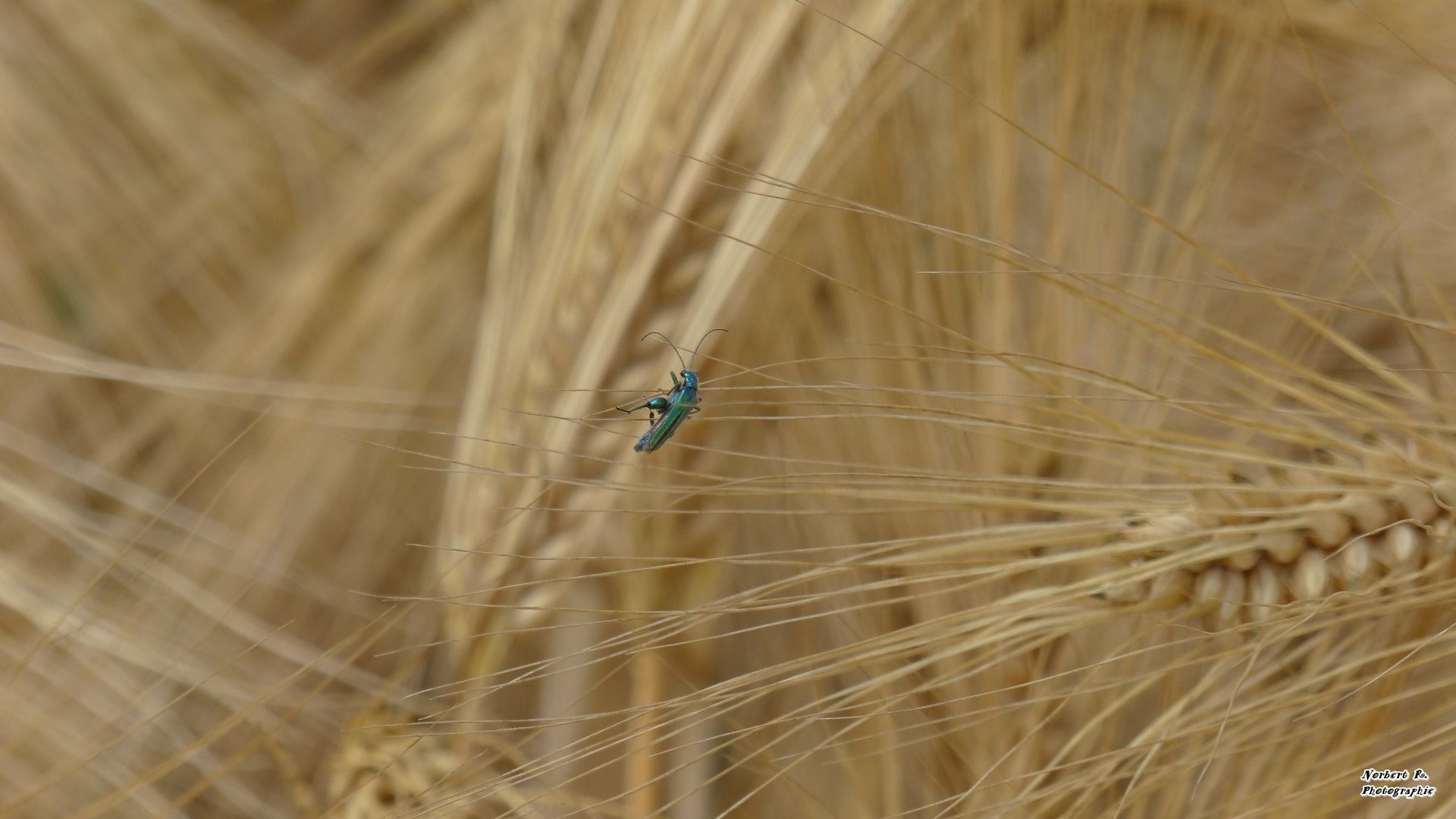 Käfer  im Kornfeld