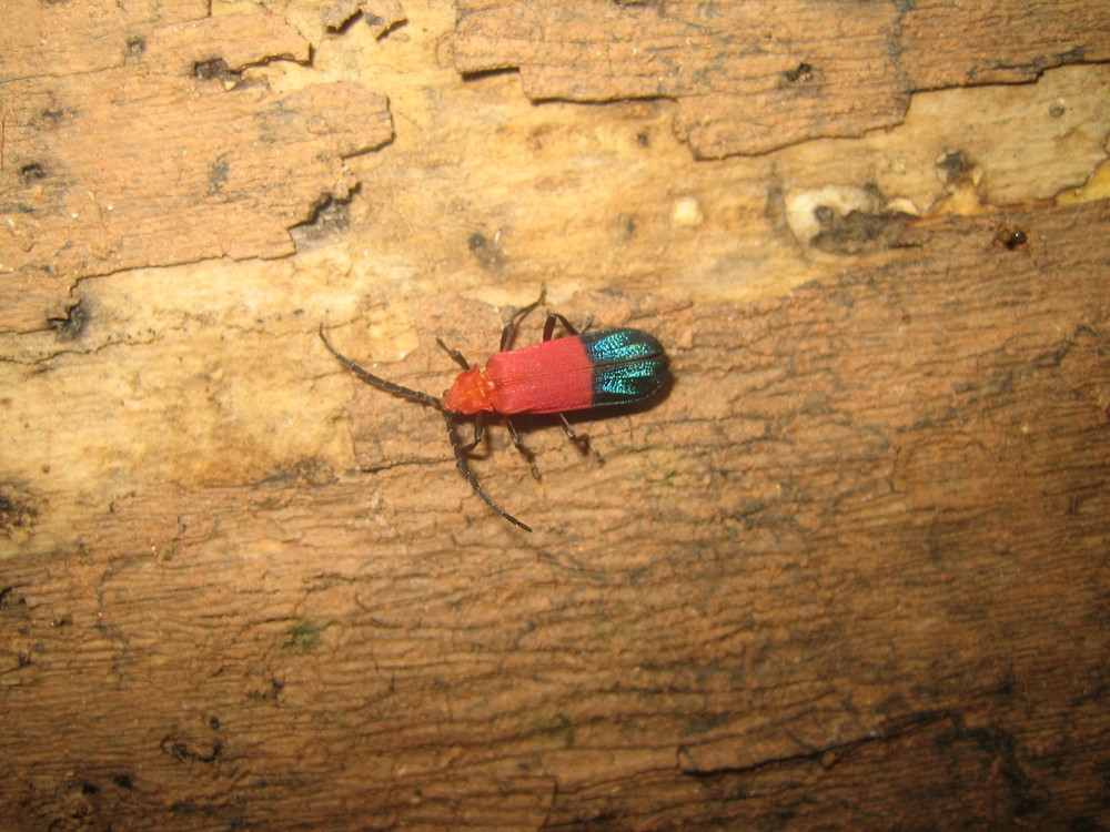 Käfer im kubanischen Urwald