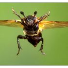 Käfer im Landeanflug