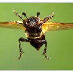 Käfer im Landeanflug