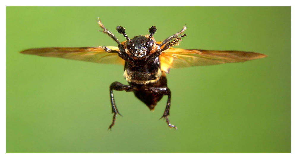 Käfer im Landeanflug Bild & Foto von Frank Köhler aus 05/04 Voting 2