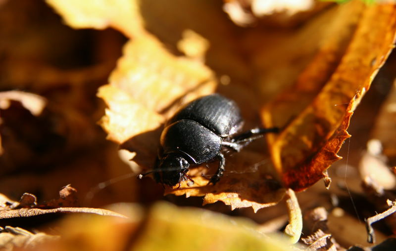 Käfer im Laub