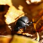 Käfer im Laub