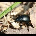 Käfer im Laub