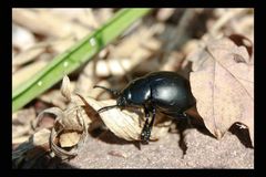 Käfer im Laub