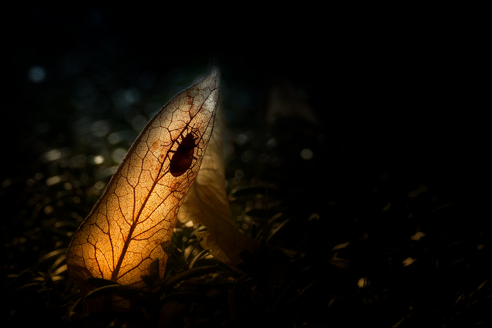 Käfer im Licht ...